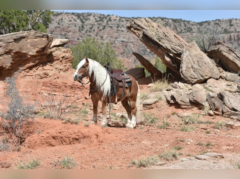 American Quarter Horse Ruin 7 Jaar 137 cm Donkere-vos in Sweet Springs MO