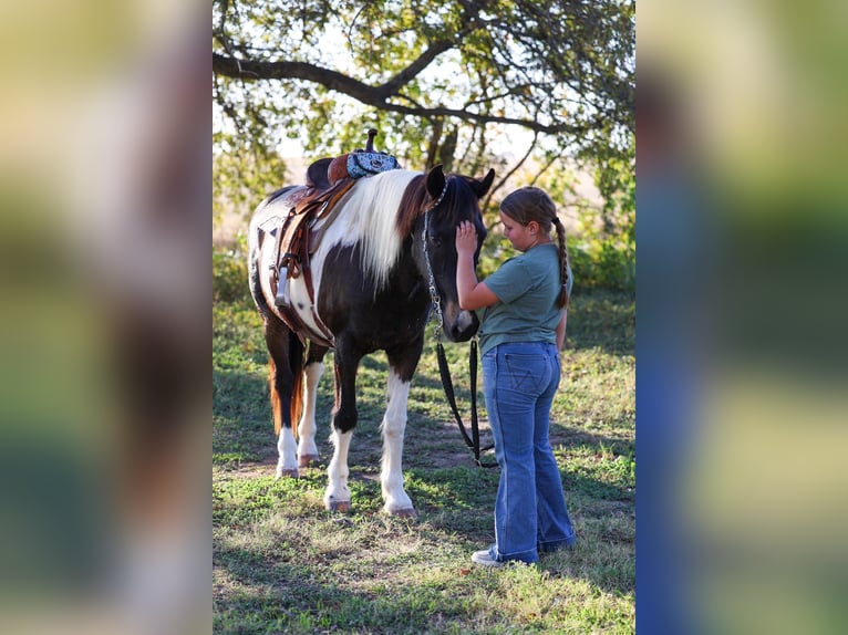 American Quarter Horse Ruin 7 Jaar 140 cm Gevlekt-paard in Forney