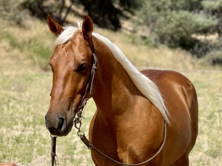 American Quarter Horse Ruin 7 Jaar 140 cm Palomino in Paicines CA