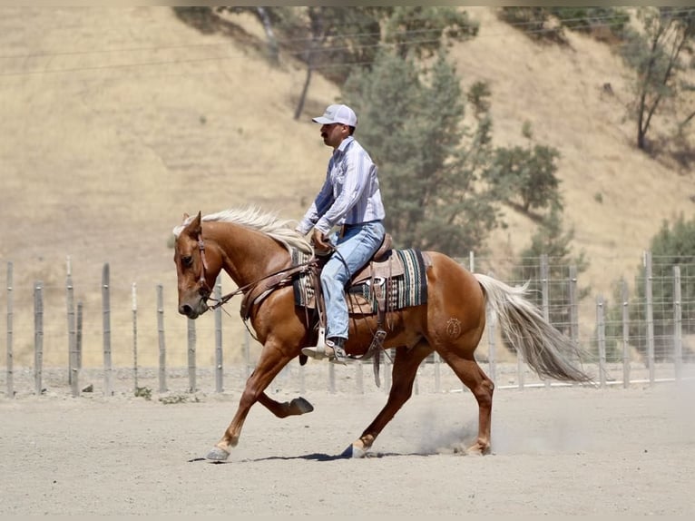 American Quarter Horse Ruin 7 Jaar 140 cm Palomino in Paicines CA