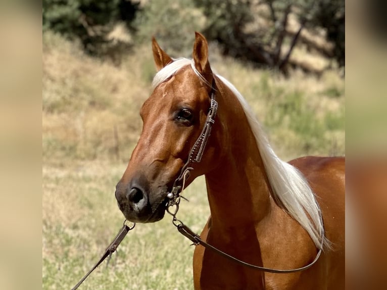 American Quarter Horse Ruin 7 Jaar 140 cm Palomino in Paicines CA