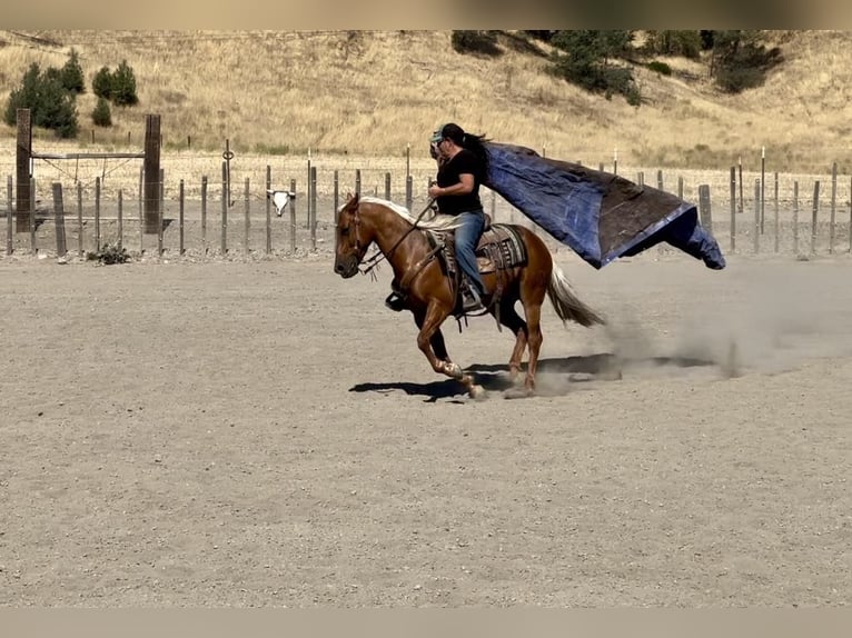 American Quarter Horse Ruin 7 Jaar 140 cm Palomino in Paicines CA