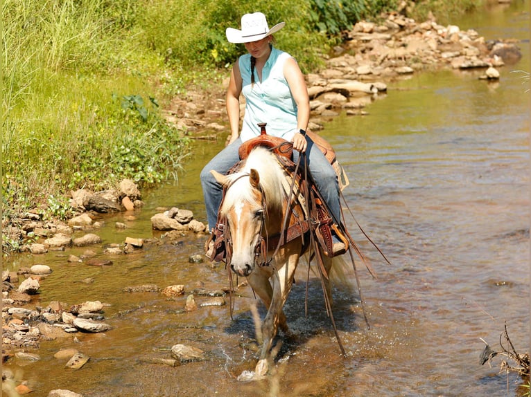 American Quarter Horse Ruin 7 Jaar 140 cm Palomino in Rusk TX