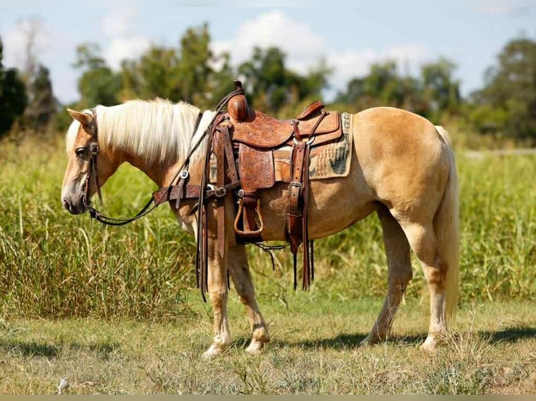 American Quarter Horse Ruin 7 Jaar 140 cm Palomino in Rusk TX