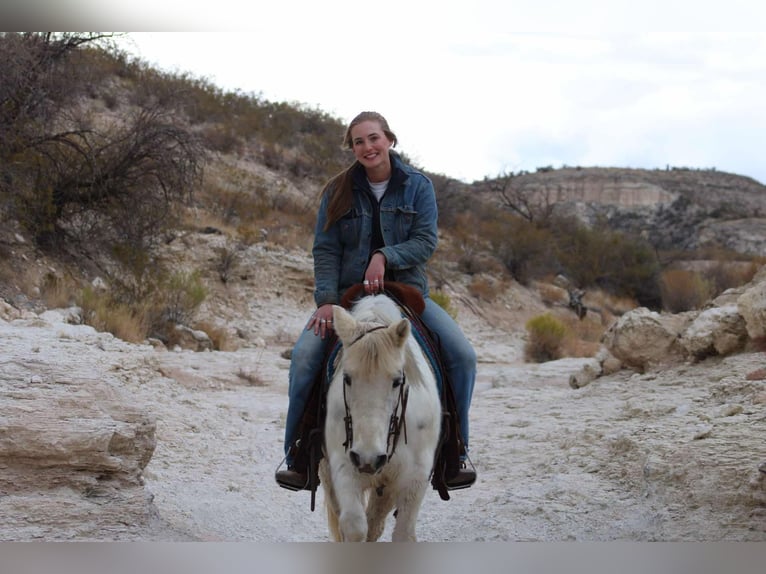 American Quarter Horse Ruin 7 Jaar 140 cm Wit in Camp Verde, AZ