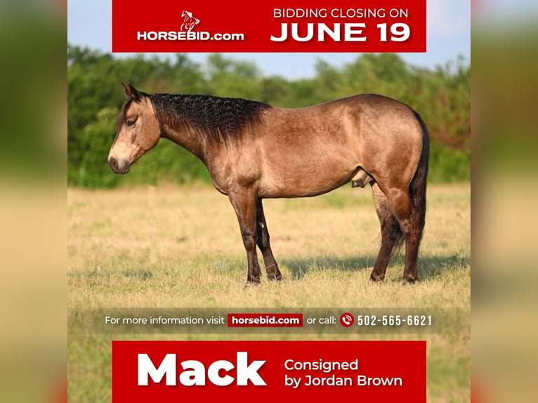 American Quarter Horse Ruin 7 Jaar 142 cm Buckskin in Waco, TX