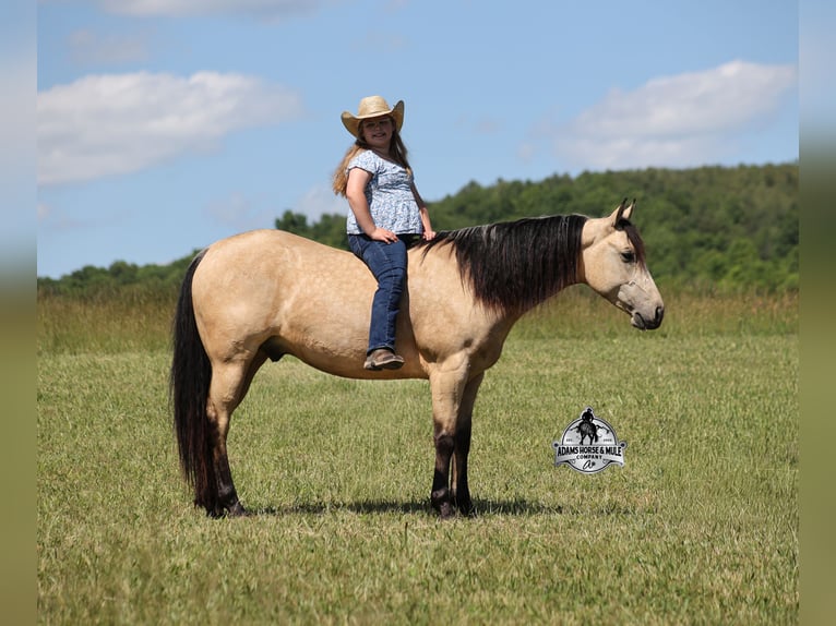 American Quarter Horse Ruin 7 Jaar 142 cm Buckskin in Mount Vernon