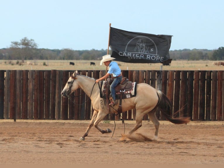 American Quarter Horse Ruin 7 Jaar 142 cm Falbe in De Kalb