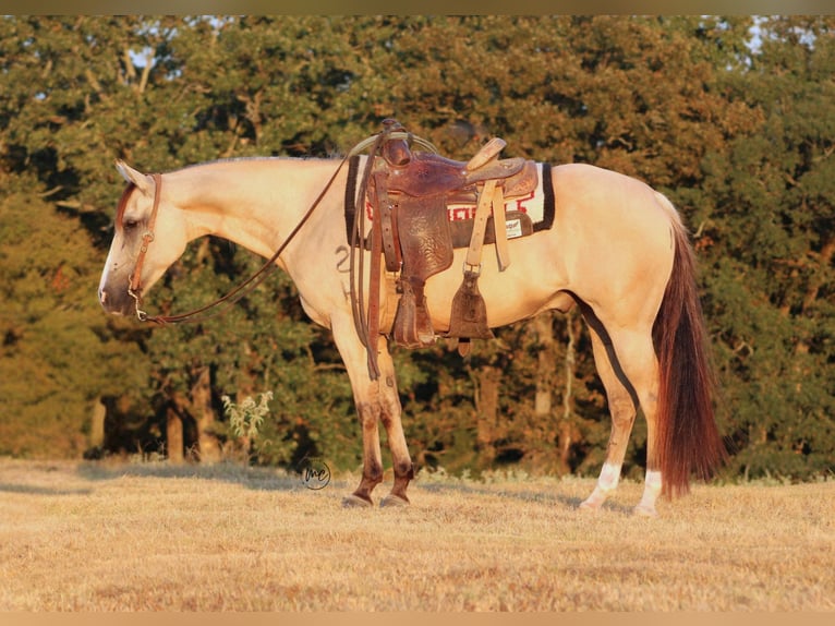 American Quarter Horse Ruin 7 Jaar 142 cm Falbe in De Kalb