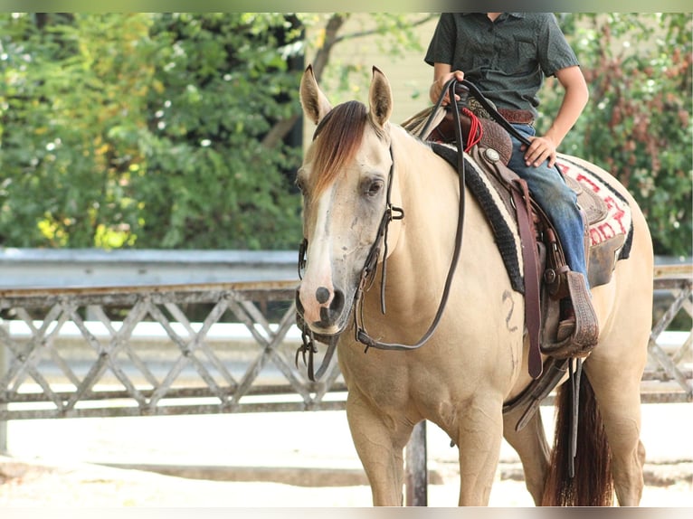 American Quarter Horse Ruin 7 Jaar 142 cm Falbe in De Kalb