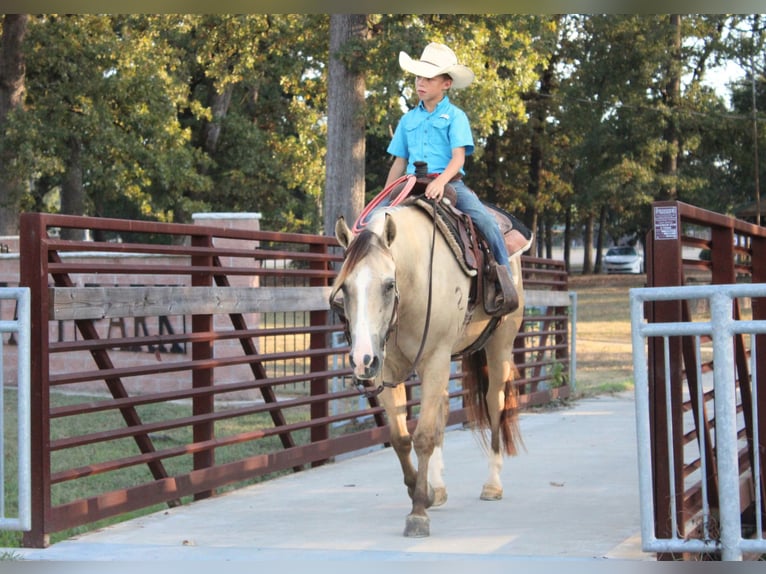 American Quarter Horse Ruin 7 Jaar 142 cm Falbe in De Kalb