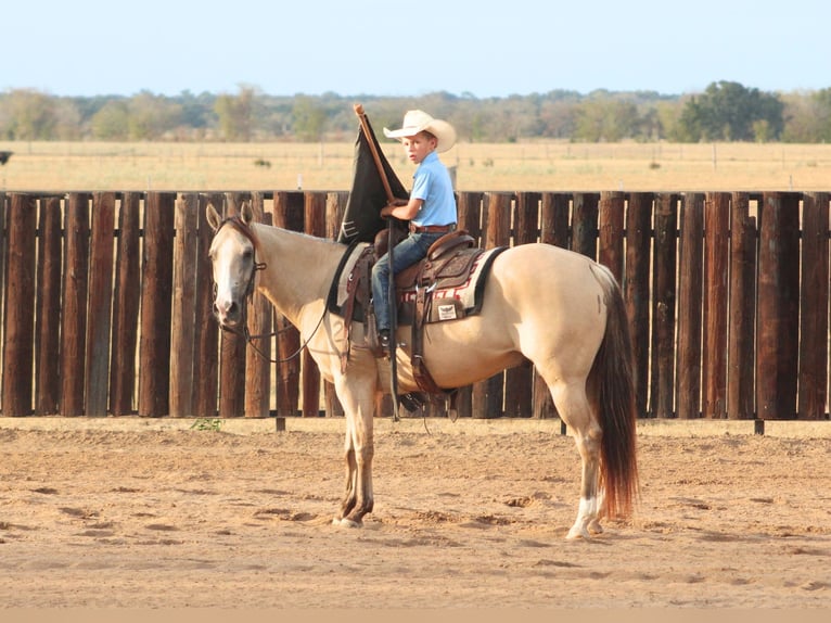 American Quarter Horse Ruin 7 Jaar 142 cm Falbe in De Kalb