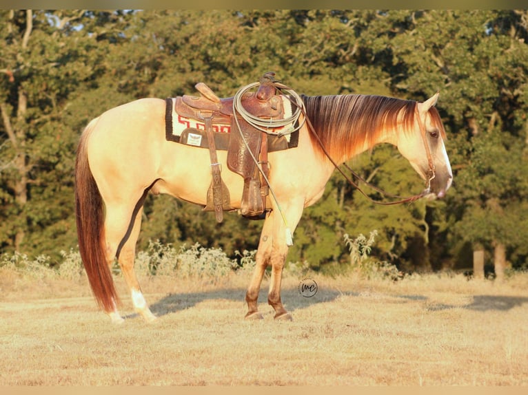 American Quarter Horse Ruin 7 Jaar 142 cm Falbe in De Kalb