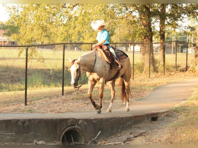 American Quarter Horse Ruin 7 Jaar 142 cm Falbe in De Kalb