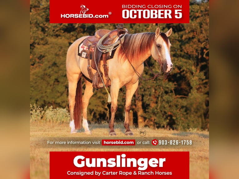 American Quarter Horse Ruin 7 Jaar 142 cm Falbe in De Kalb