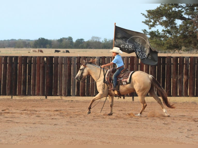 American Quarter Horse Ruin 7 Jaar 142 cm Falbe in De Kalb
