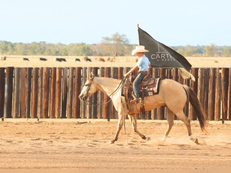 American Quarter Horse Ruin 7 Jaar 142 cm Falbe in De Kalb