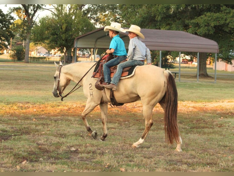 American Quarter Horse Ruin 7 Jaar 142 cm Falbe in De Kalb