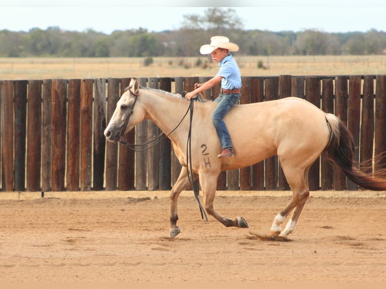 American Quarter Horse Ruin 7 Jaar 142 cm Falbe in De Kalb