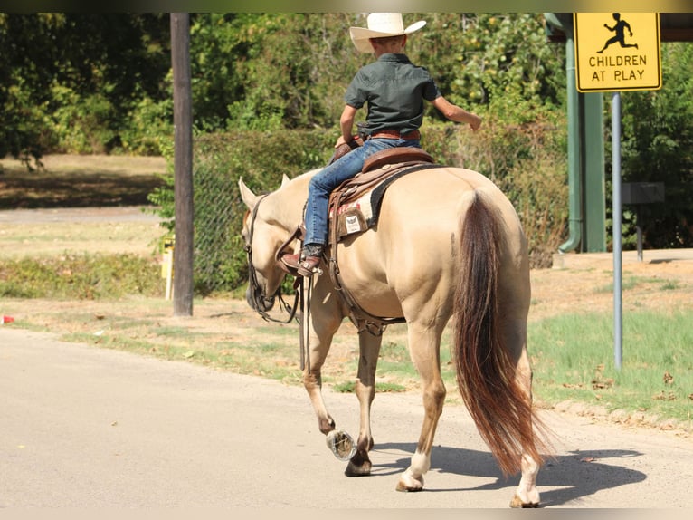 American Quarter Horse Ruin 7 Jaar 142 cm Falbe in De Kalb