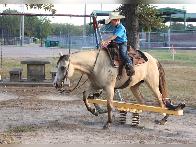 American Quarter Horse Ruin 7 Jaar 142 cm Falbe in De Kalb
