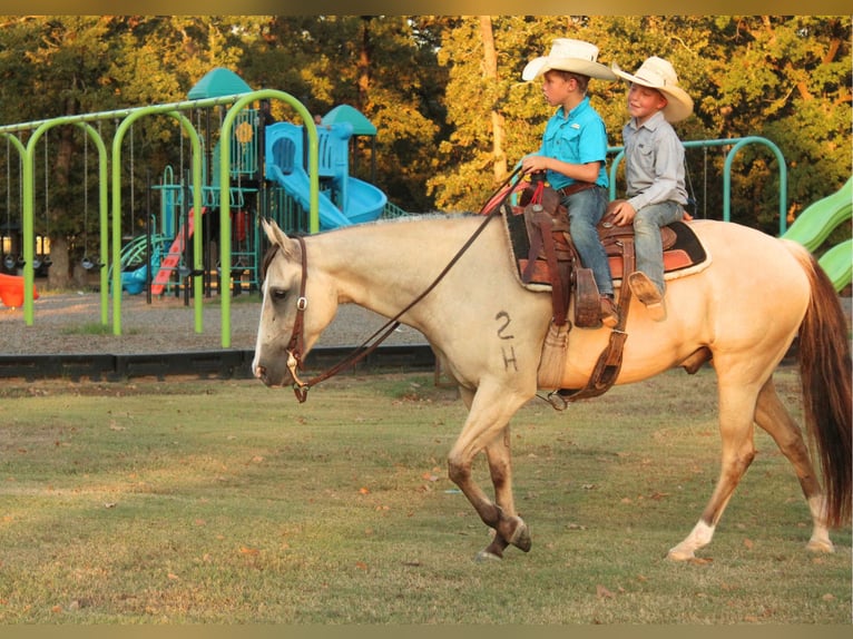 American Quarter Horse Ruin 7 Jaar 142 cm Falbe in De Kalb