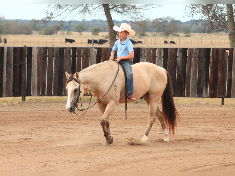 American Quarter Horse Ruin 7 Jaar 142 cm Falbe in De Kalb