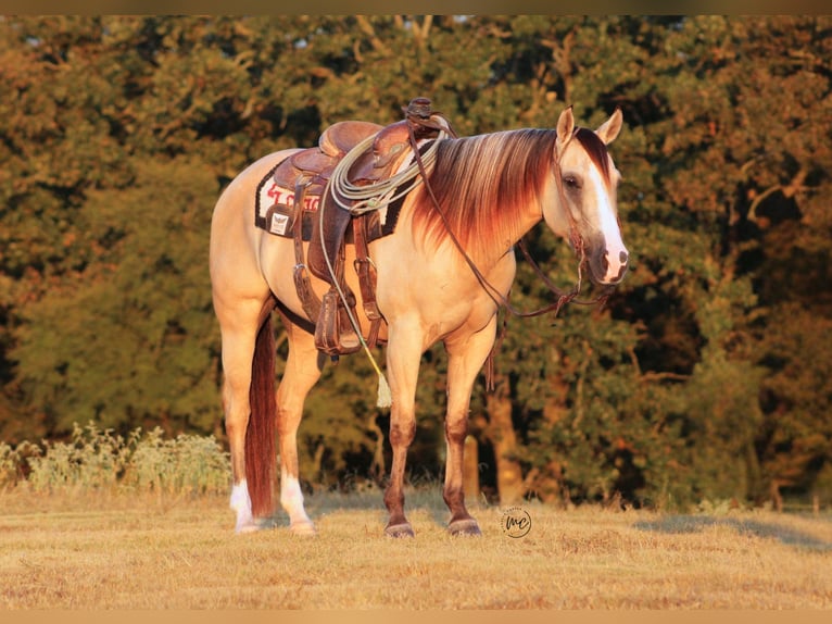 American Quarter Horse Ruin 7 Jaar 142 cm Falbe in De Kalb