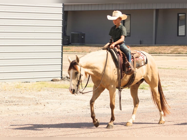 American Quarter Horse Ruin 7 Jaar 142 cm Falbe in De Kalb