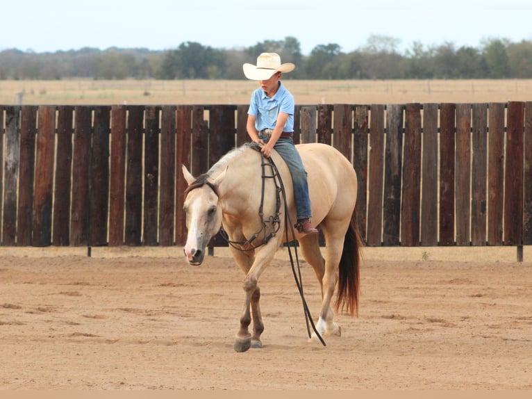 American Quarter Horse Ruin 7 Jaar 142 cm Falbe in De Kalb