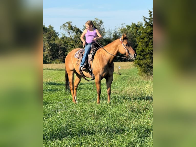 American Quarter Horse Ruin 7 Jaar 142 cm Falbe in Mayslick, KY