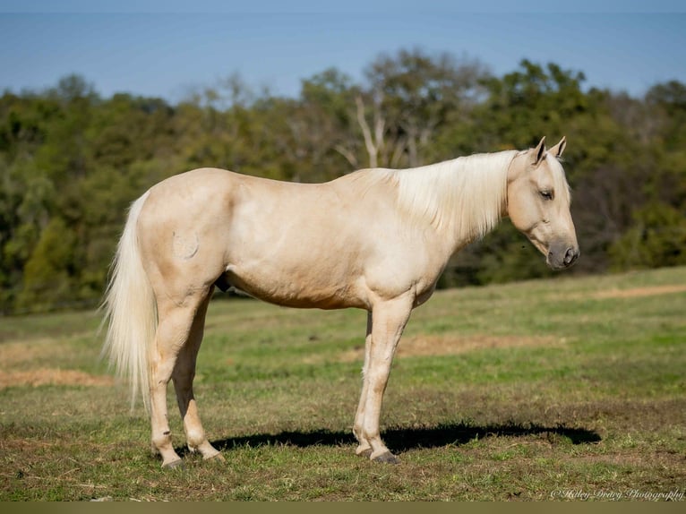 American Quarter Horse Ruin 7 Jaar 142 cm Palomino in Auburn