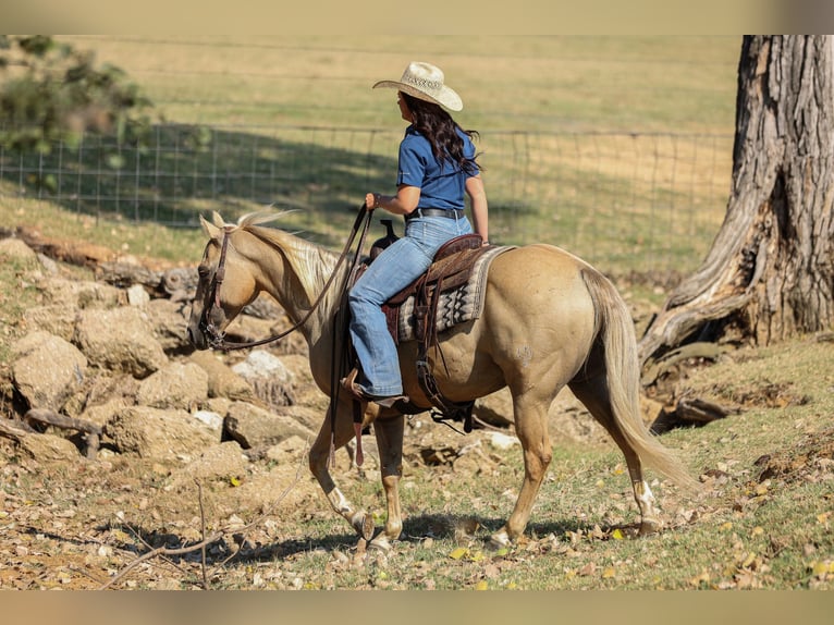 American Quarter Horse Ruin 7 Jaar 142 cm Palomino in Joshua