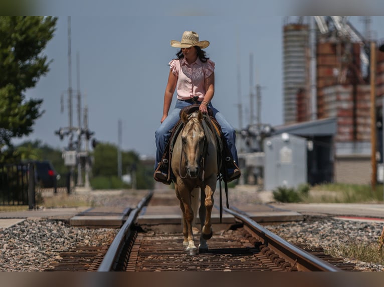 American Quarter Horse Ruin 7 Jaar 142 cm Palomino in Joshua