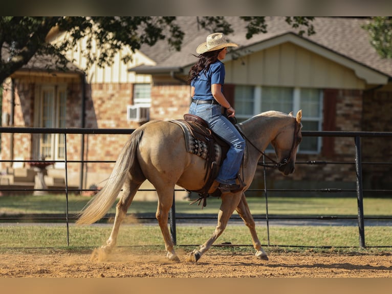 American Quarter Horse Ruin 7 Jaar 142 cm Palomino in Joshua