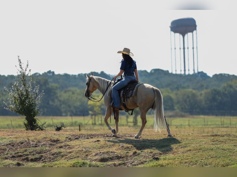 American Quarter Horse Ruin 7 Jaar 142 cm Palomino in Joshua