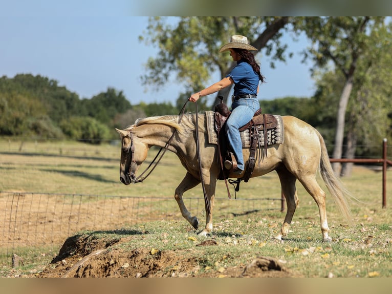 American Quarter Horse Ruin 7 Jaar 142 cm Palomino in Joshua