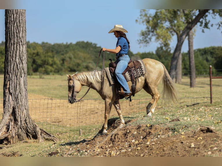 American Quarter Horse Ruin 7 Jaar 142 cm Palomino in Joshua