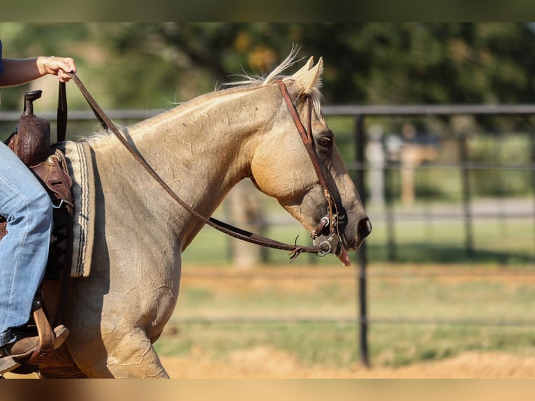 American Quarter Horse Ruin 7 Jaar 142 cm Palomino in Joshua