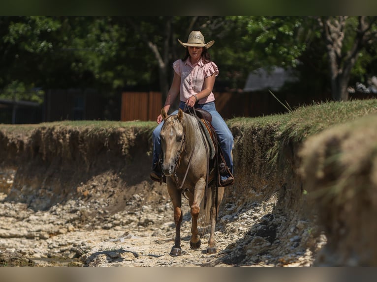 American Quarter Horse Ruin 7 Jaar 142 cm Palomino in Joshua