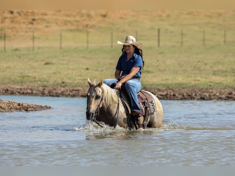 American Quarter Horse Ruin 7 Jaar 142 cm Palomino in Joshua