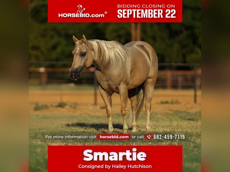 American Quarter Horse Ruin 7 Jaar 142 cm Palomino in Joshua