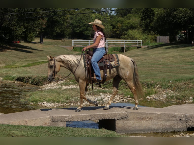American Quarter Horse Ruin 7 Jaar 142 cm Palomino in Joshua