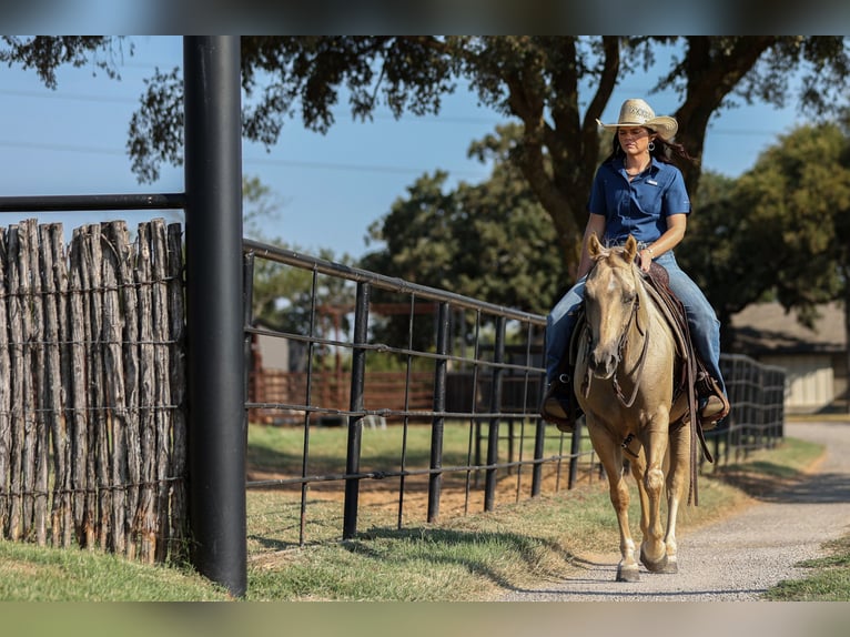 American Quarter Horse Ruin 7 Jaar 142 cm Palomino in Joshua