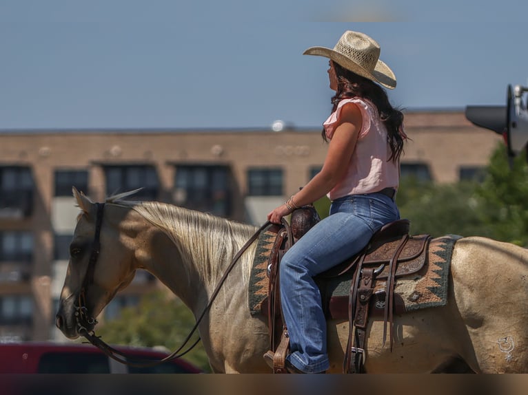 American Quarter Horse Ruin 7 Jaar 142 cm Palomino in Joshua