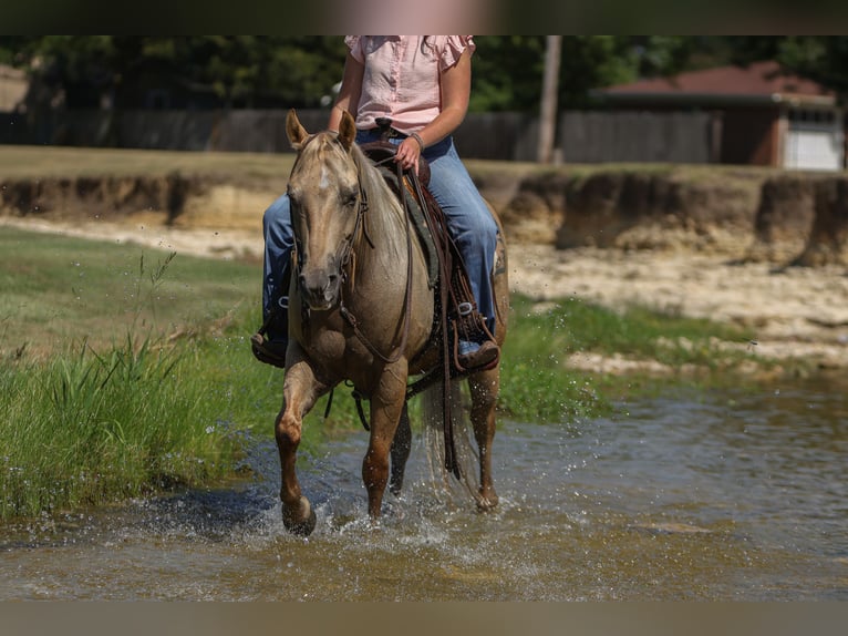 American Quarter Horse Ruin 7 Jaar 142 cm Palomino in Joshua