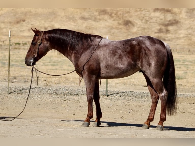 American Quarter Horse Ruin 7 Jaar 142 cm Roan-Red in Paicines, CA