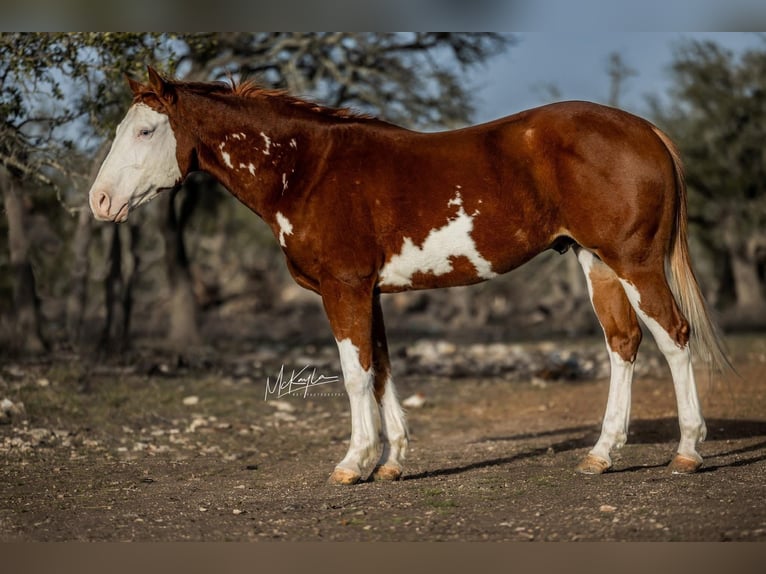 American Quarter Horse Ruin 7 Jaar 142 cm Roodvos in Arlington