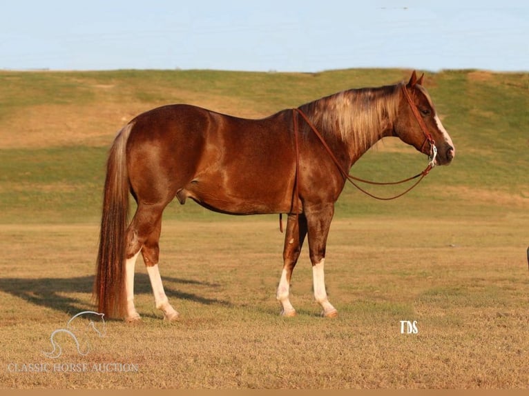 American Quarter Horse Ruin 7 Jaar 142 cm Roodvos in Stephenville, TX