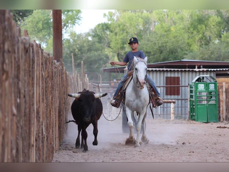 American Quarter Horse Ruin 7 Jaar 142 cm Schimmel in Camp Verde AZ